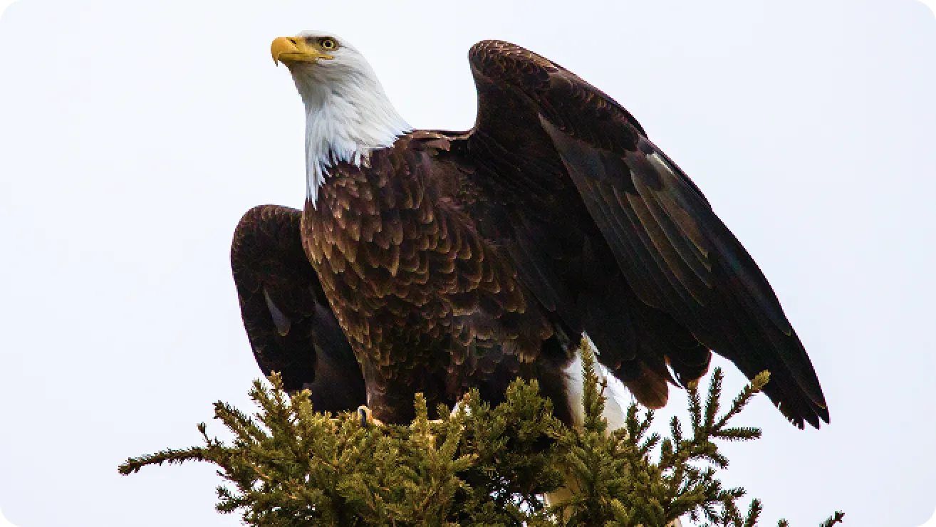 American Eagle Day 2026