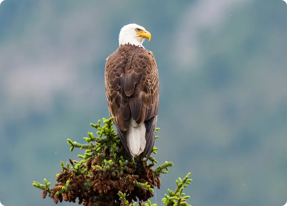 American Eagle Day 2026