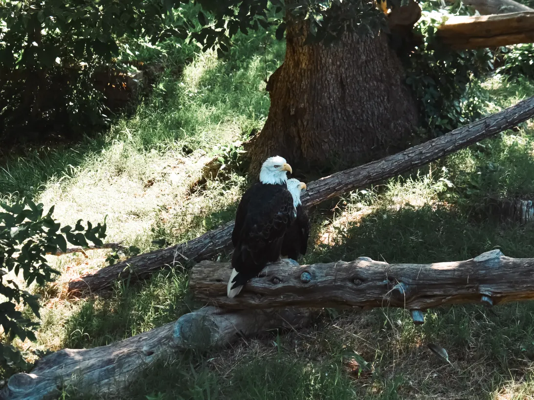 OKC Zoo Summer Enrichment Day