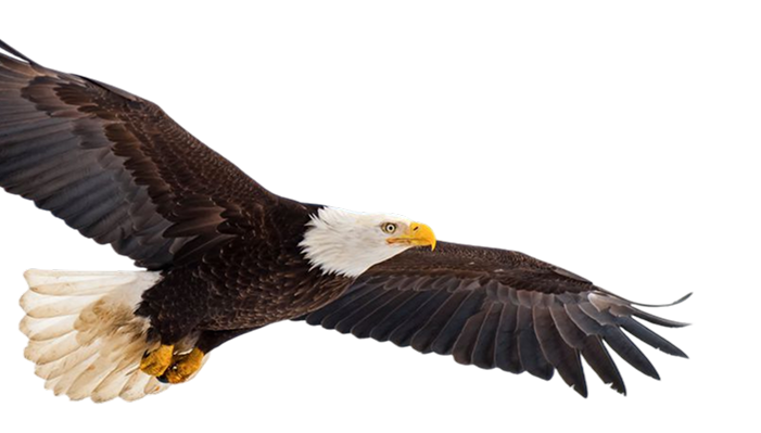 Eagle